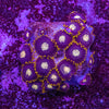 Zoanthid