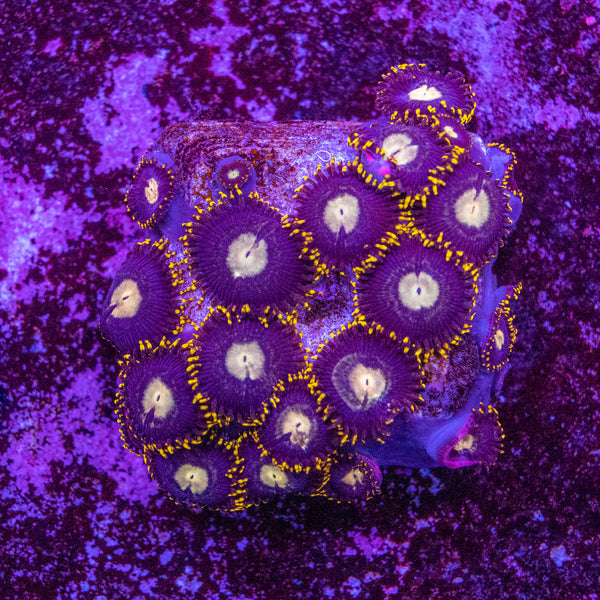 Zoanthid