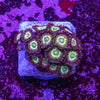 Zoanthid