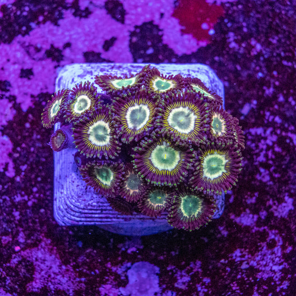 Zoanthid