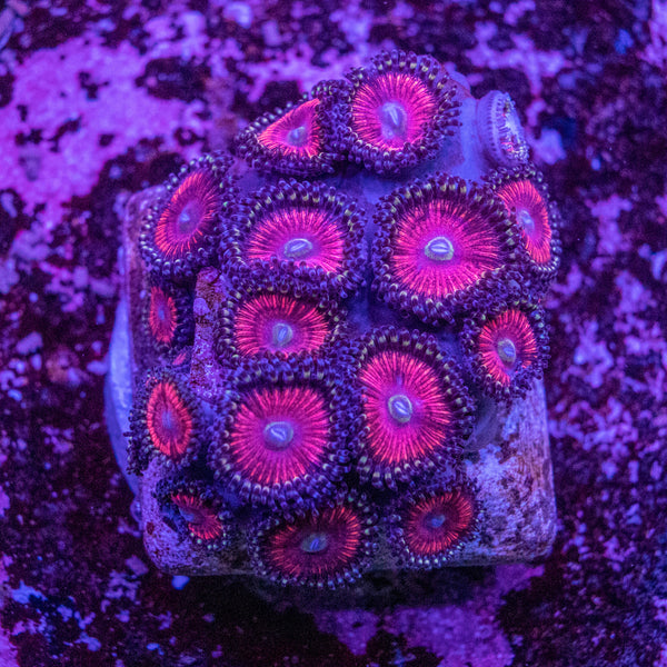Zoanthid