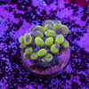 Bubble Coral