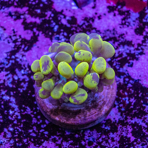 Bubble Coral
