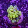 Bubble Coral