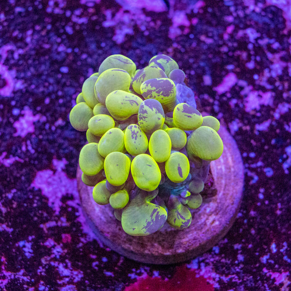 Bubble Coral