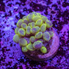 Bubble Coral
