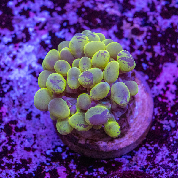 Bubble Coral