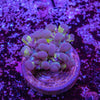 Bubble Coral