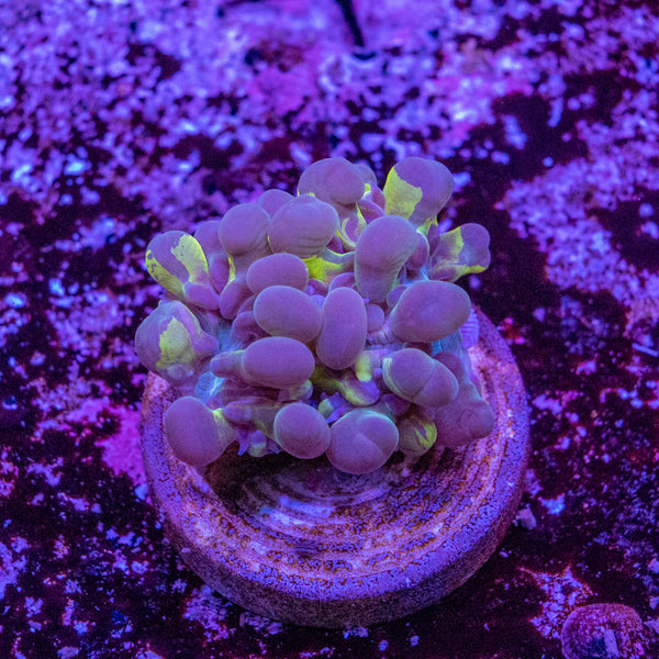 Bubble Coral