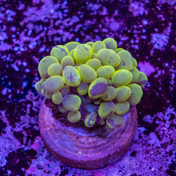 Bubble Coral