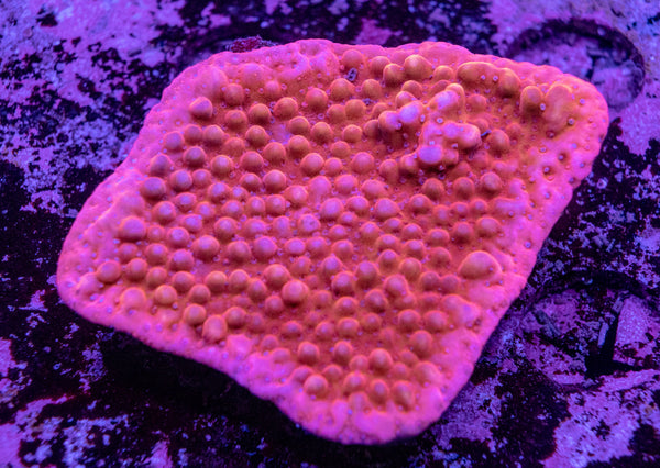 Montipora Danae
