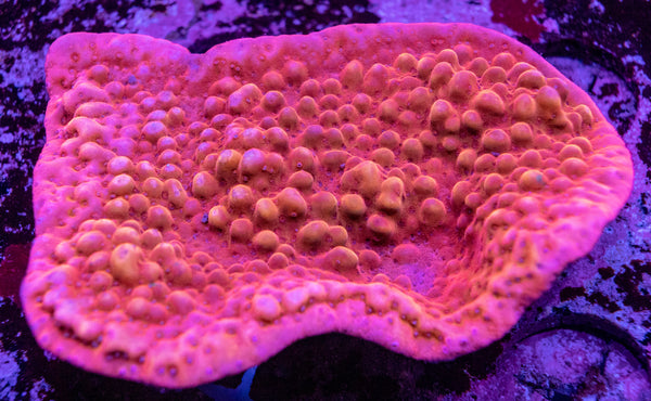 Montipora Danae