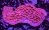 Montipora Danae