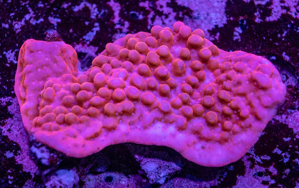 Montipora Danae