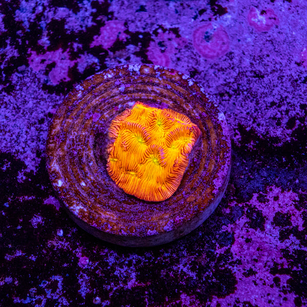 Jack-o-lantern Leptoseris