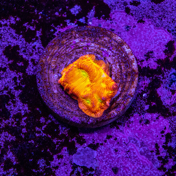 Jack-o-lantern Leptoseris