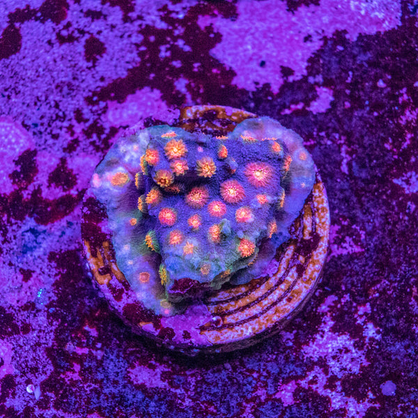 Party Crusher Cyphastrea