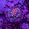 Party Crusher Cyphastrea