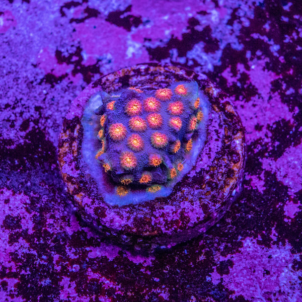 Party Crusher Cyphastrea