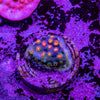 Party Crusher Cyphastrea