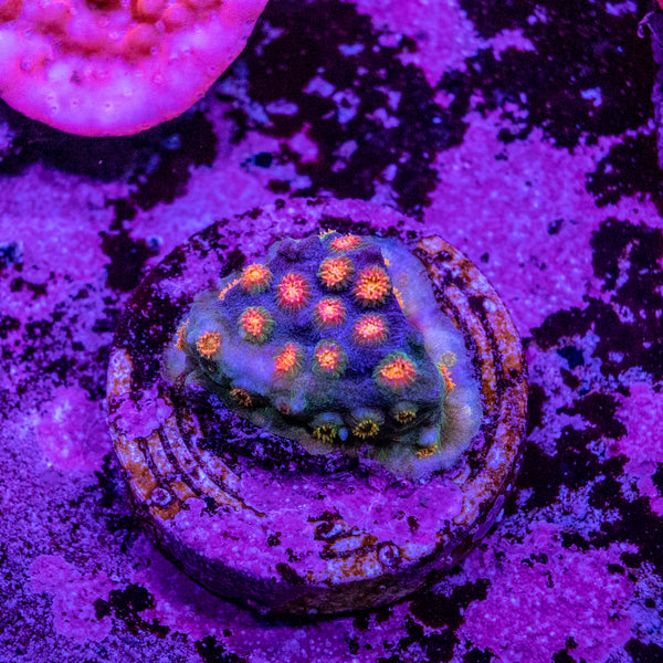 Party Crusher Cyphastrea