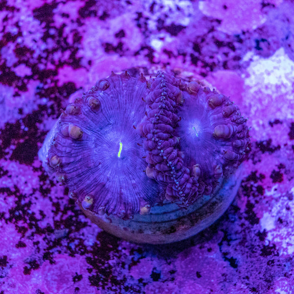 Blastomussa