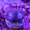 Blastomussa