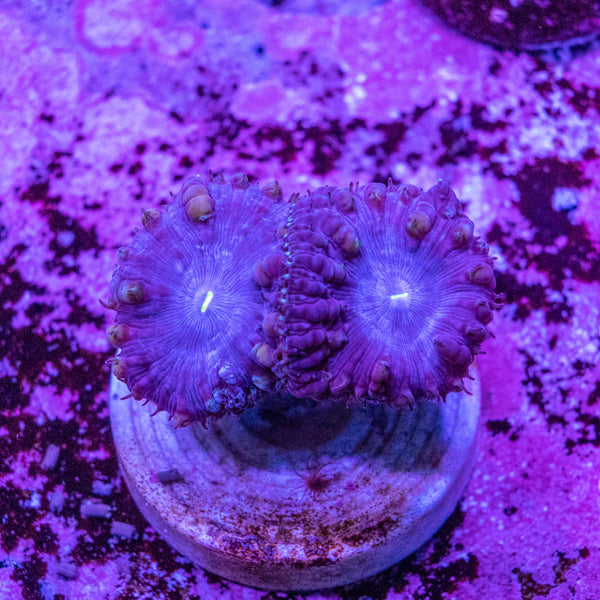 Blastomussa