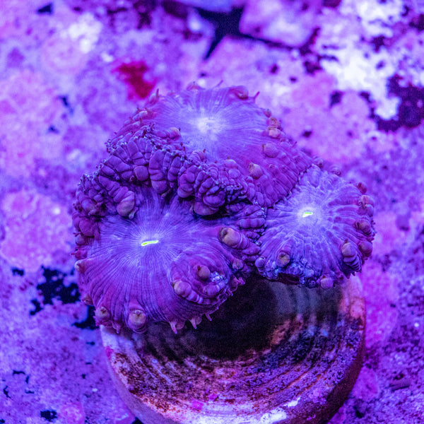 Blastomussa