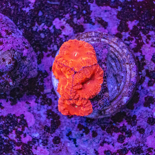 Blastomussa