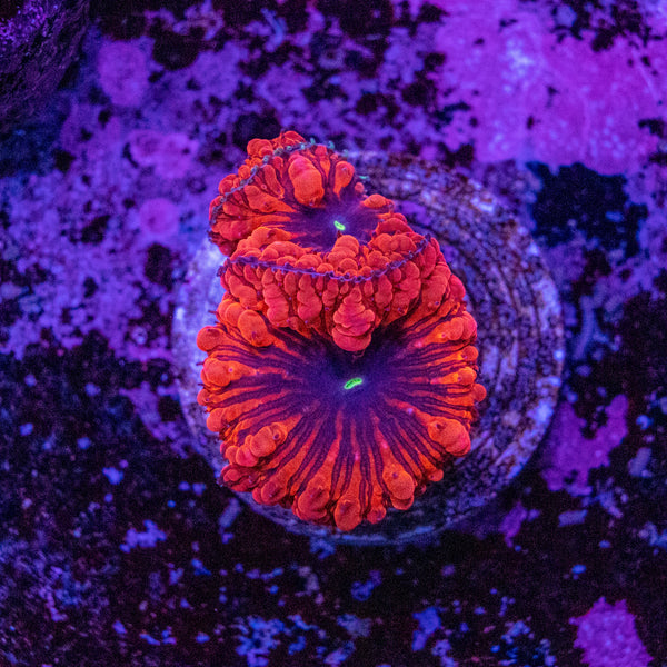 Blastomussa