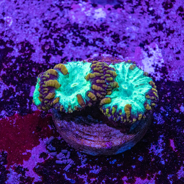 Blastomussa