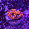 Blastomussa