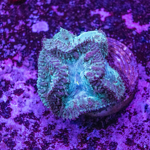Blastomussa