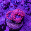 Blastomussa