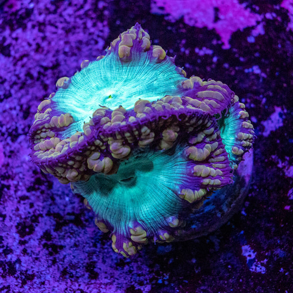 Blastomussa