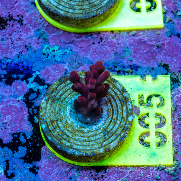 AMA SPS Frag 005