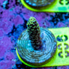 AMA SPS Frag 006