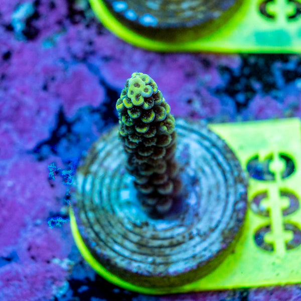 AMA SPS Frag 006