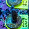 AMA SPS Frag 007