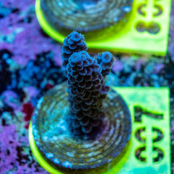 AMA SPS Frag 007