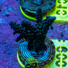 AMA SPS Frag 009