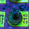 AMA SPS Frag 016
