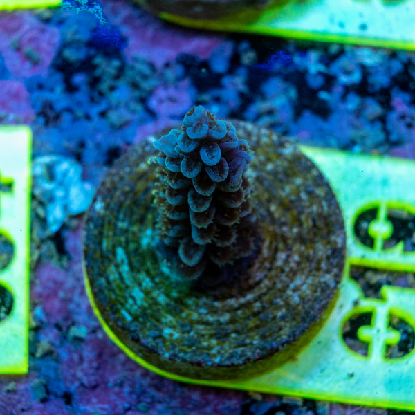 AMA SPS Frag 019