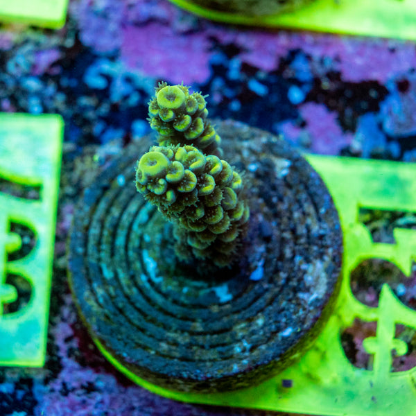 AMA SPS Frag 021