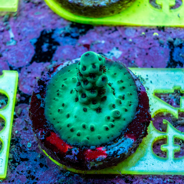 AMA SPS Frag 024