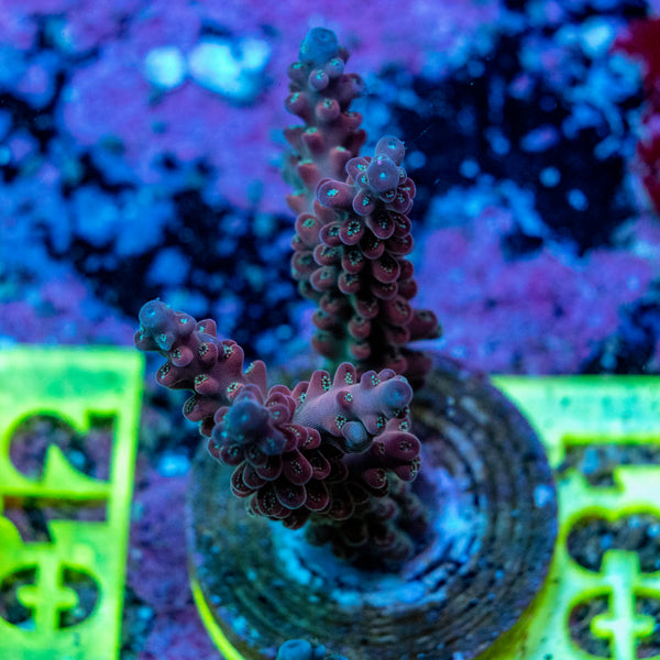 AMA SPS Frag 031