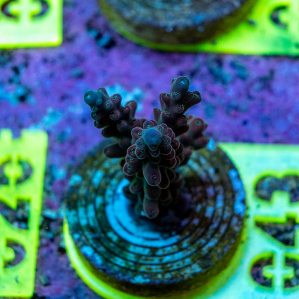 AMA SPS Frag 043