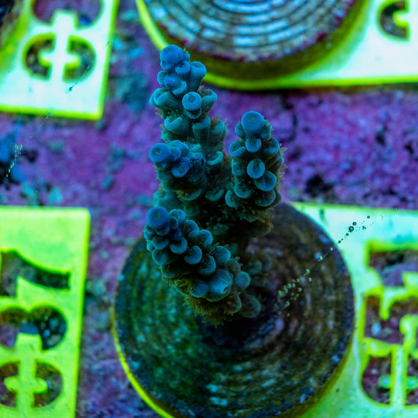 AMA SPS Frag 051