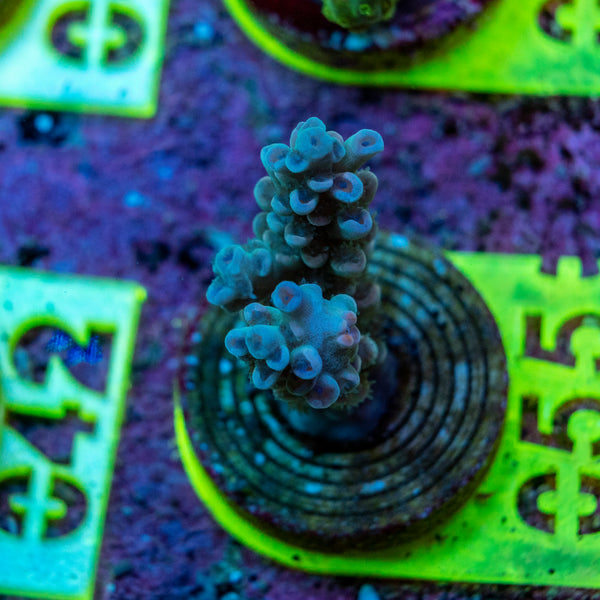 AMA SPS Frag 055